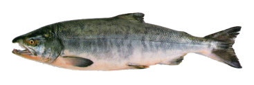 Икра <del>9200руб/кг.</del> -35%